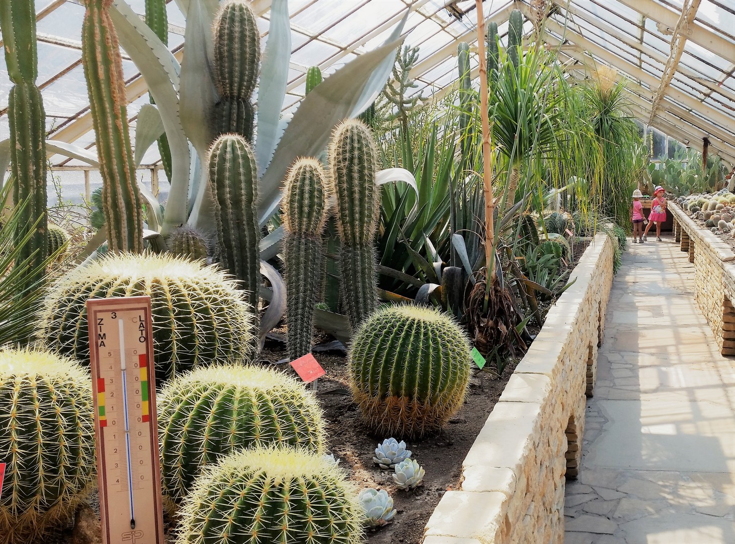 kaktusy w ogrodzie botanicznym