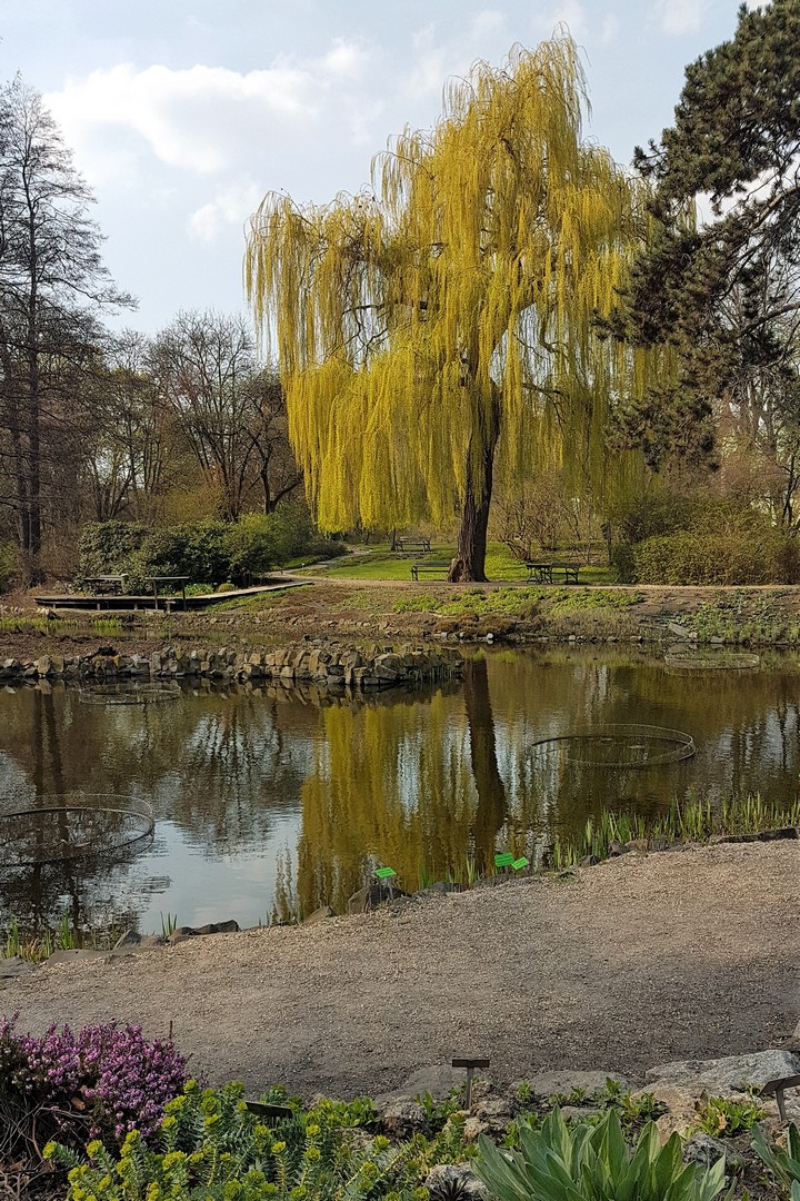 Wrocław z dziećmi ogród botaniczny wiosna