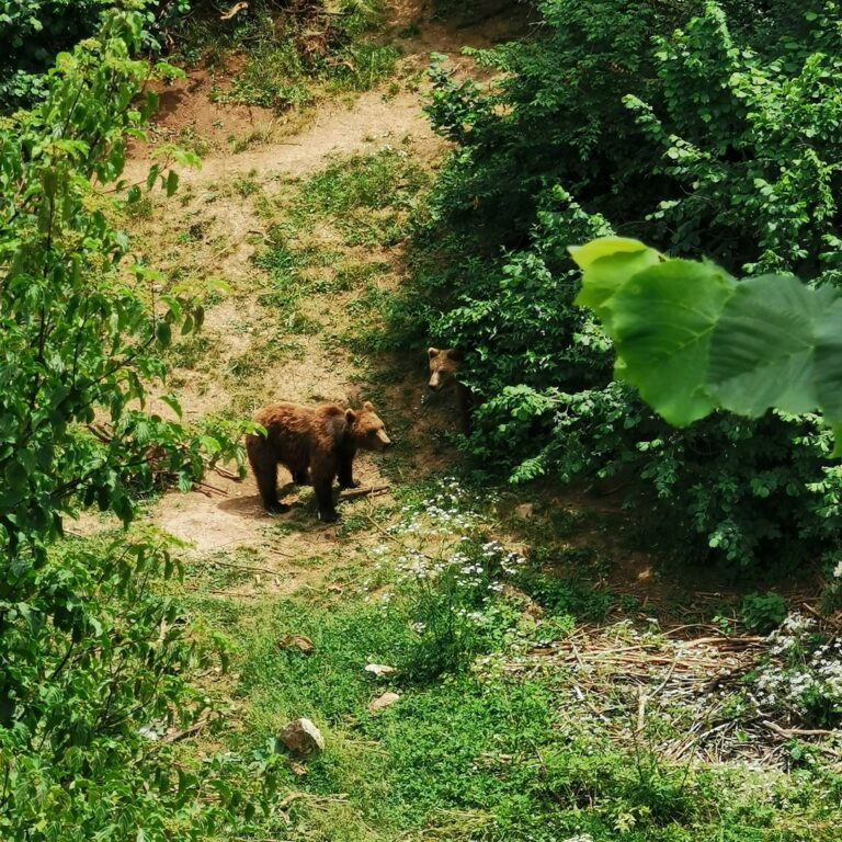 Widziałam szczęśliwe niedźwiedzie