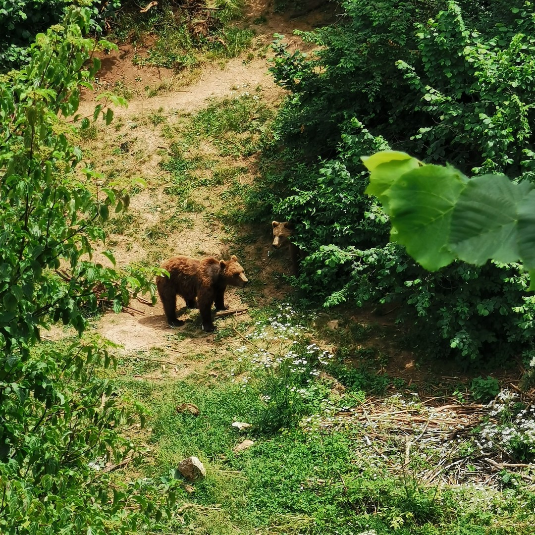 Kuterevo, niedźwiedzie