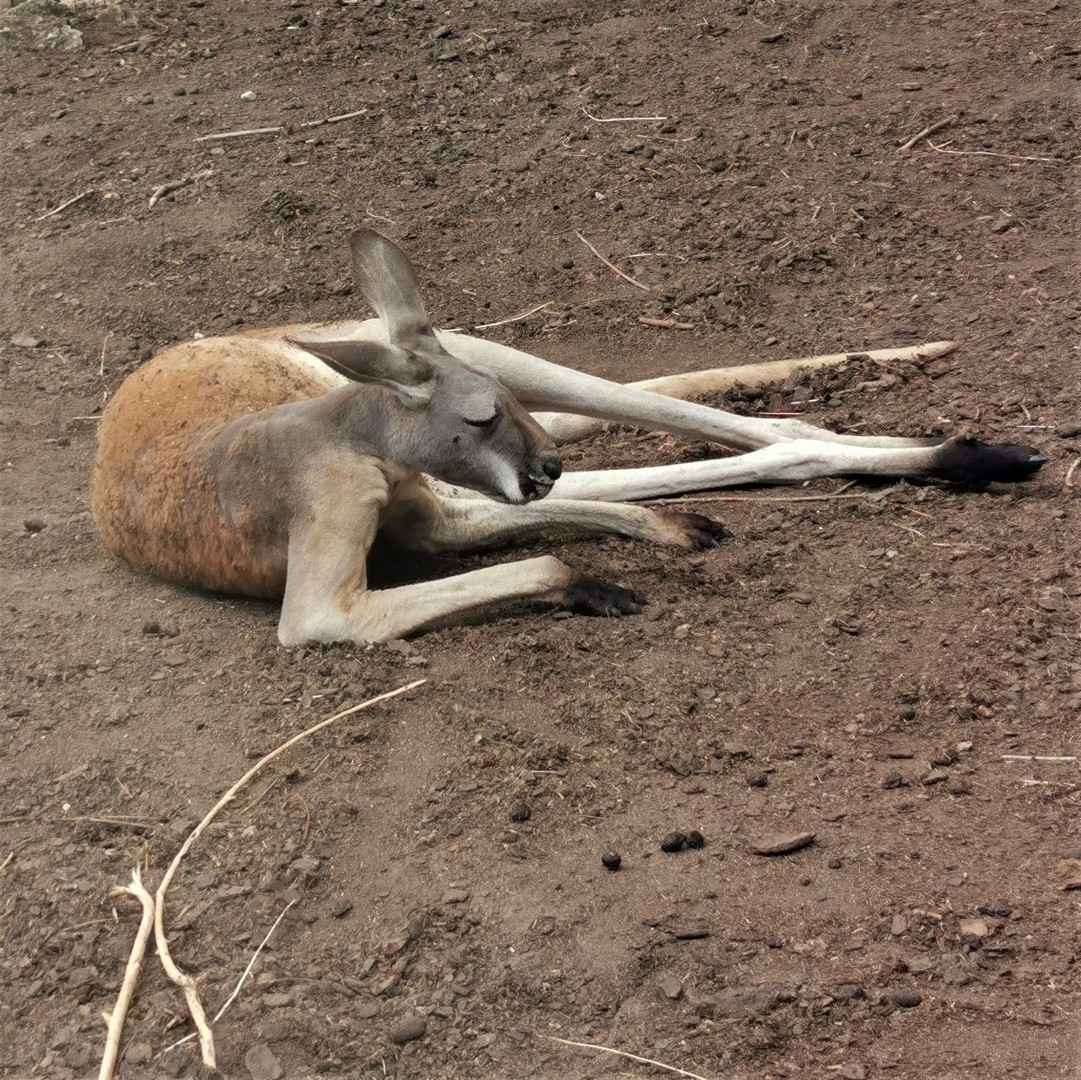 Opolskie ZOO kangur