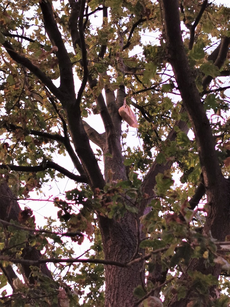 Skrytka geocache zawieszona na drzewie