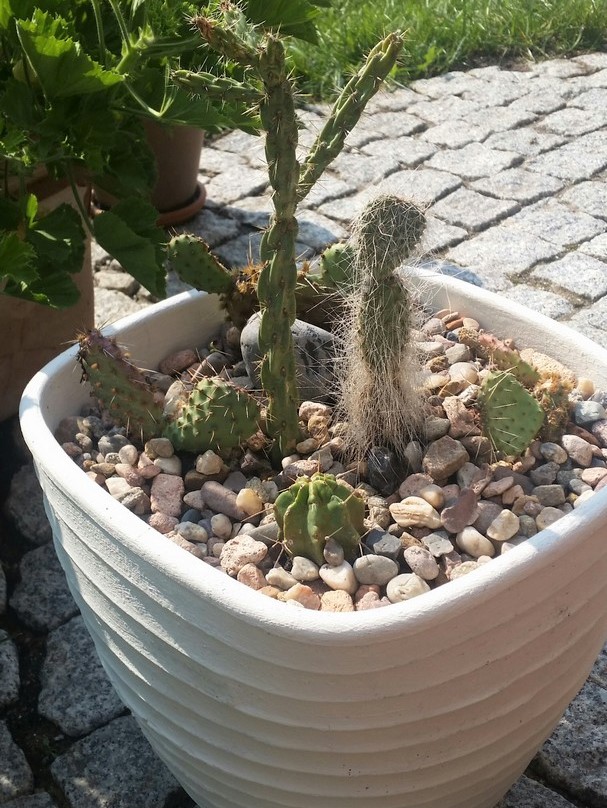Moje kaktusy mrozoodporne