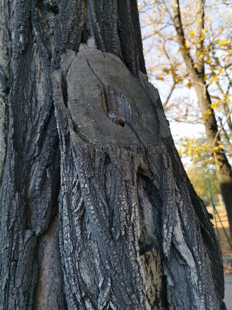 Skrytka geocache w pniu drzewa