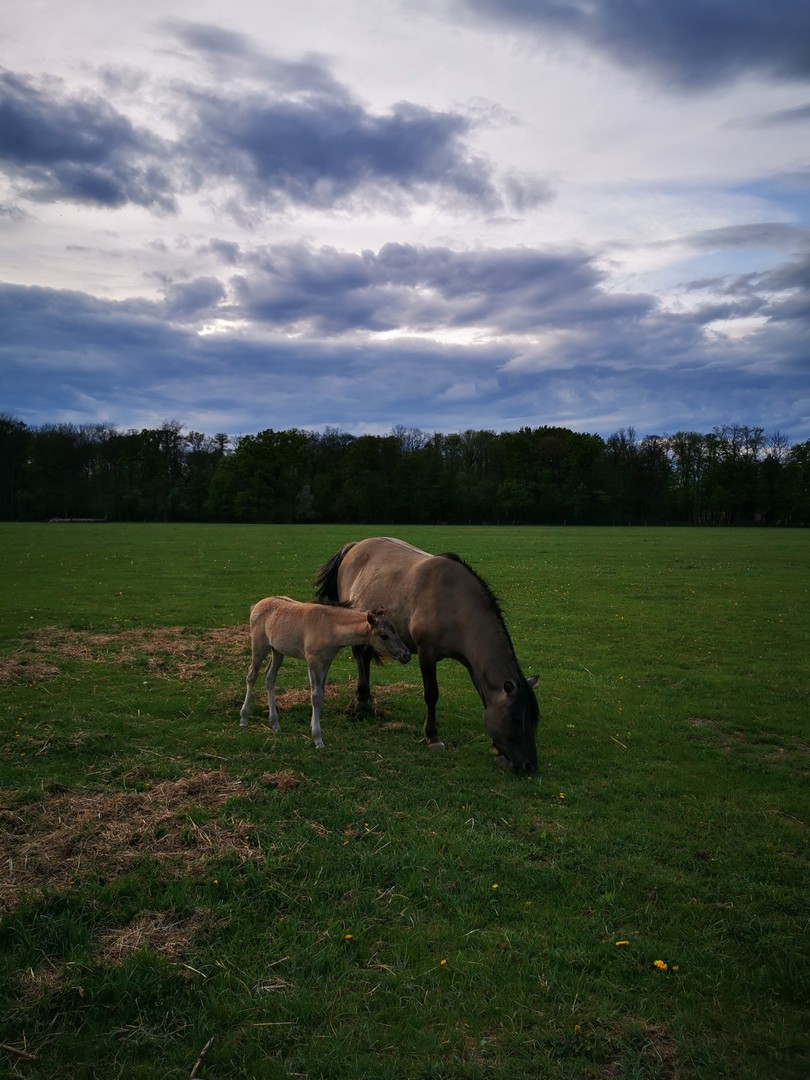 Park Krajobrazowy Dolina Bystrzycy - konie polskie