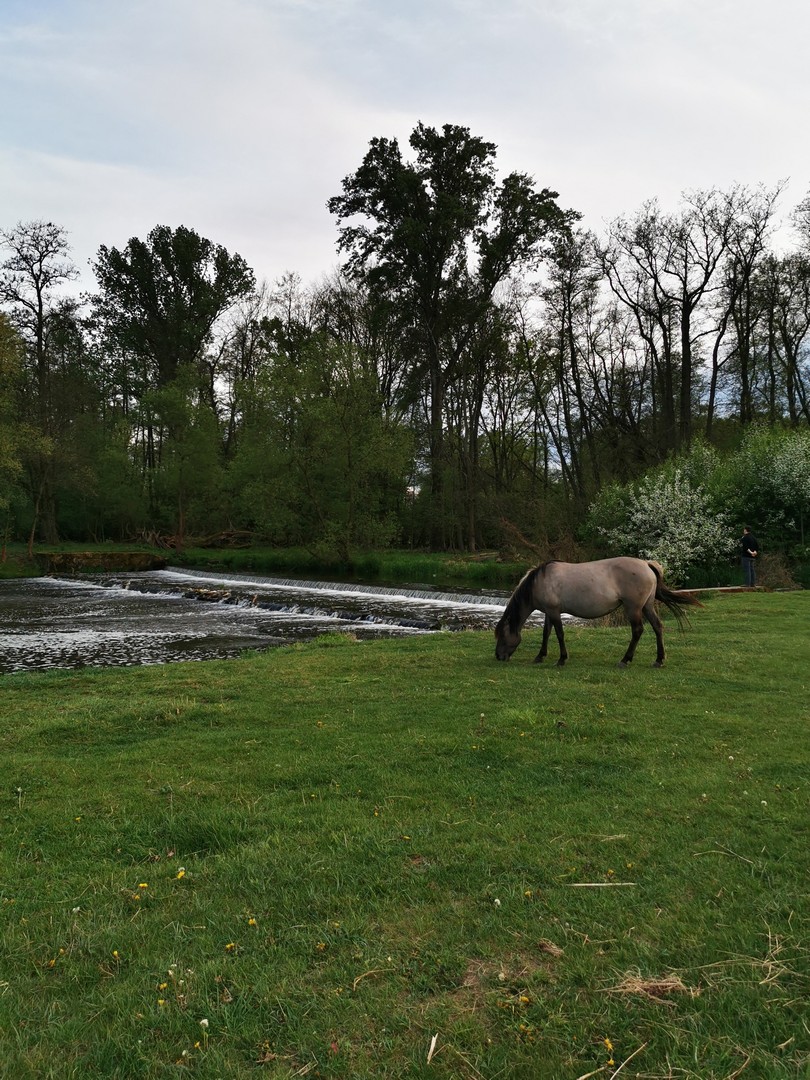 Park Krajobrazowy Dolina Bystrzycy - pastwiska z końmi