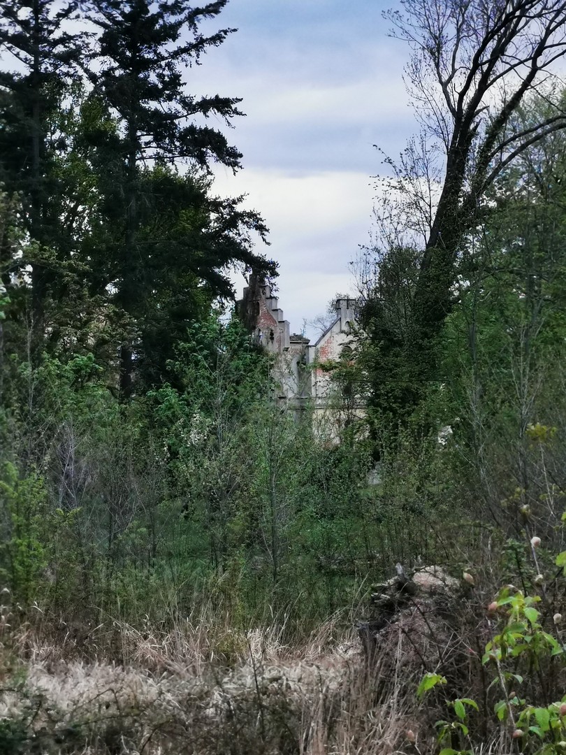 Za lasem widać już ruiny pałacu w Gałowie
