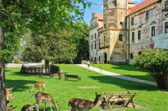 Zobacz Niemodlin: zamek, daniele i dzikie arboretum