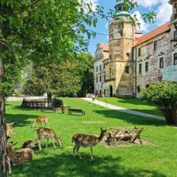 Zobacz Niemodlin: zamek, daniele i dzikie arboretum