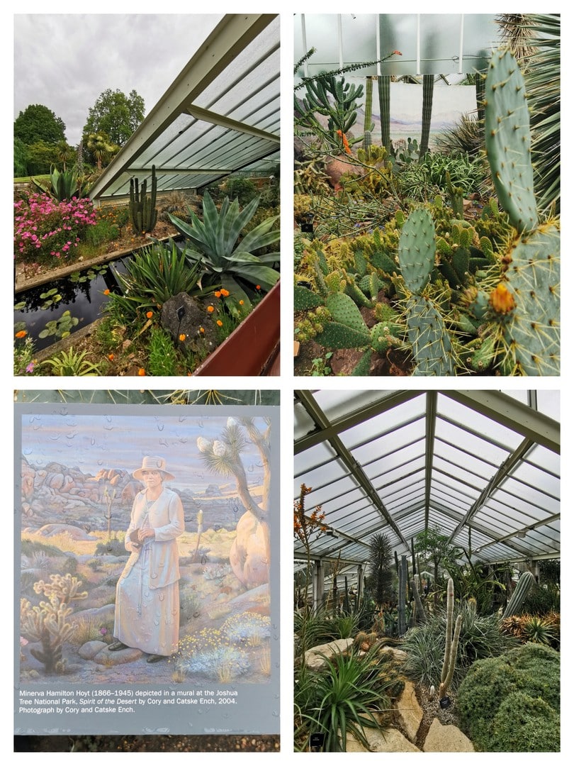 SilverMint blog Kew Gardens kolekcja kaktusów