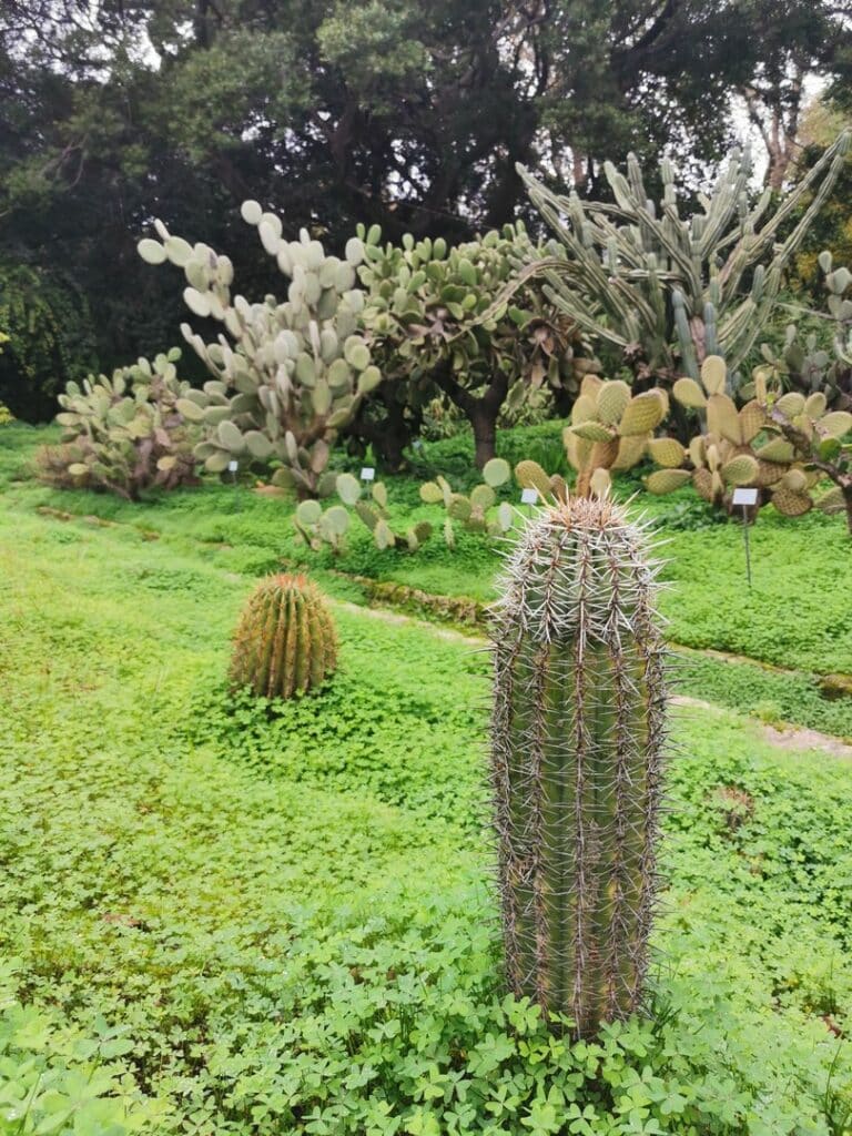 Ogród botaniczny w Palermo – zobacz kaktusy na zielonej trawie